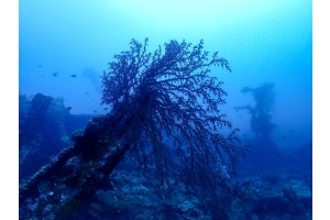 Scuba Diving in Bali, Indonesia: Immerse Yourself in Underwater Wonders