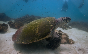 Pattaya Dive Center - Pattaya Day trip - 3 dive