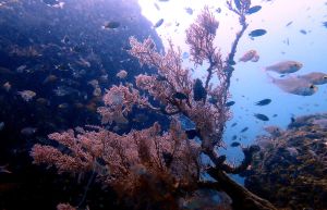 Aonang Scuba Center - Aonang Day trip - 2 dive