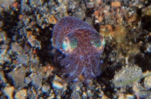 D'Lagoon - Lembeh 6 day / 5 night - 11 dive