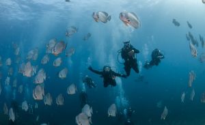 Amity - Similan/Surin (5 days) - 18 dive