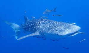 Thaioceanacademy - Koh Chang day trip - 2 dive