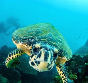 Thaioceanacademy - Koh Chang day trip - 3 dive