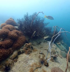 Thaioceanacademy - Pattaya day trip - 3 dive