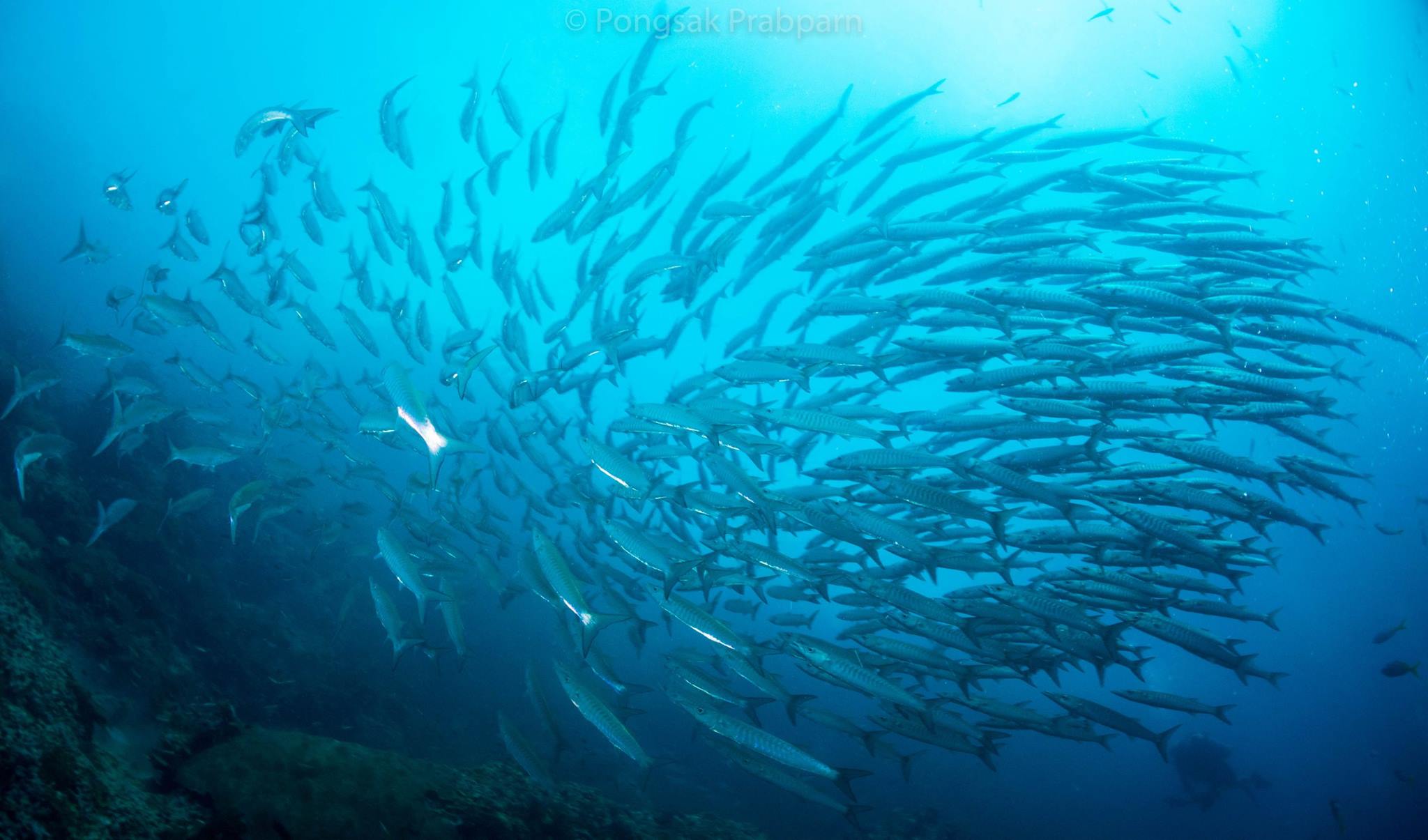 Scuba Diving in Koh Tao, Thailand: Discover the Underwater Treasures